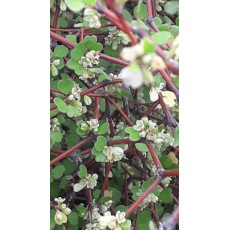 Muehlenbeckia astonii Muehlenbeckia astonii